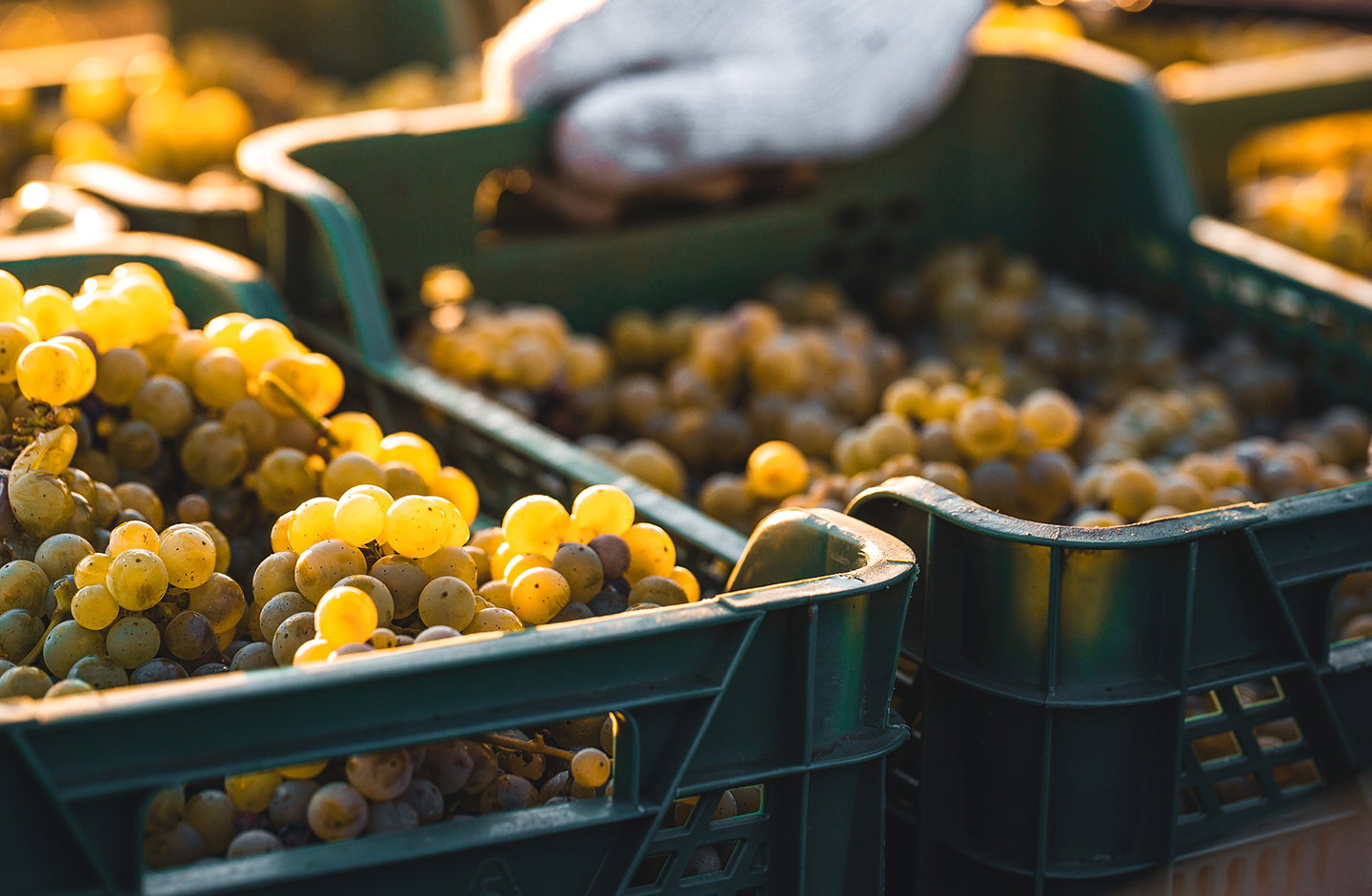 Cantina Tizzano Vigneti d'Autore