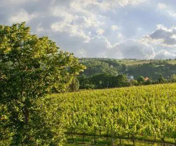 Weinbaugebiet Sachsen