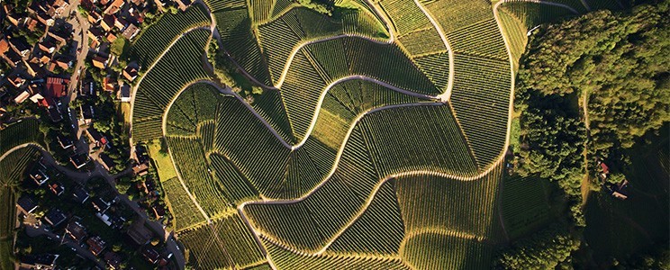 Anstoßen mit passenden Weinen zu Wildgerichten