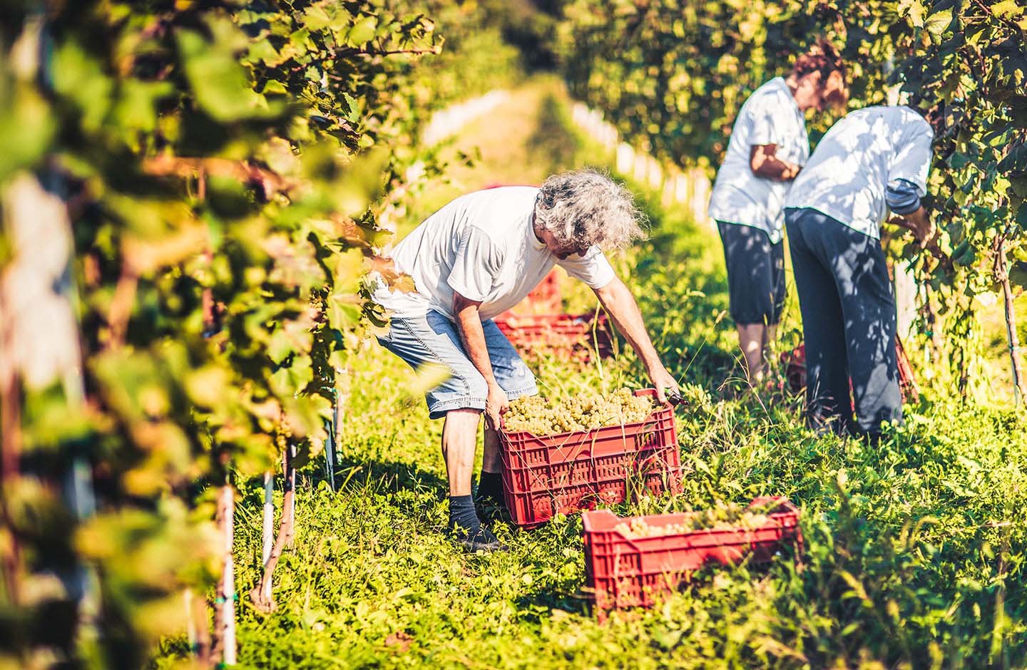 Entdecken Sie die Vielfalt veganer Weine