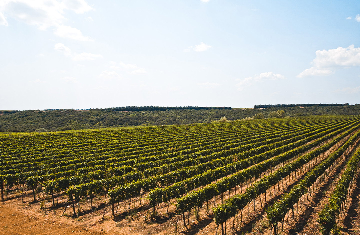 Societá Agricola San Vito