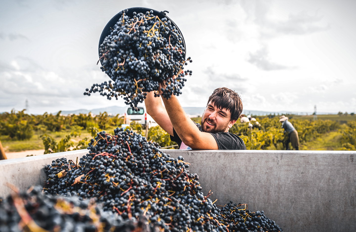 Blaufränkisch aus Württemberg