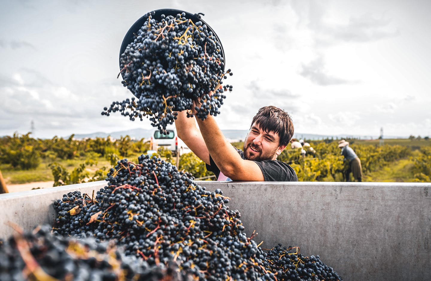 Das Aushängeschild im Aktionspaket von Weingut Glatzer
