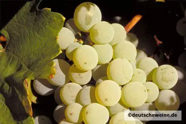Elbling-Traube am Stock