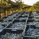Weingut Kafka
