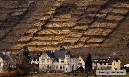 Weingüter am Moselufer, dahinter steil aufragende Weinberge