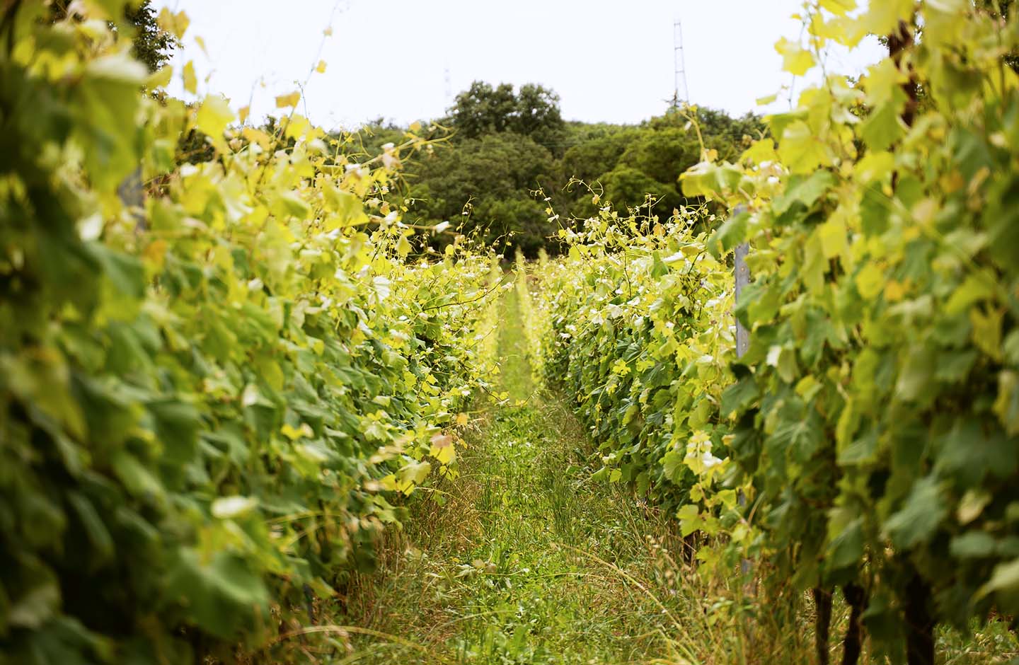 Bajta - Fattoria Carsica