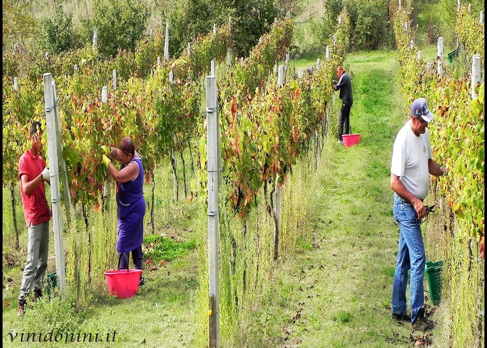 Cantina Donini