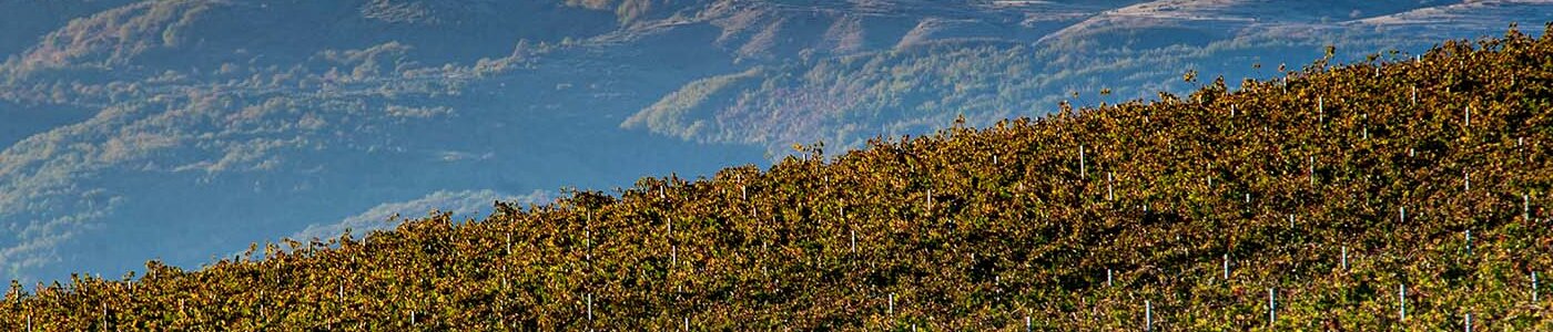 Quercia d'Arabona