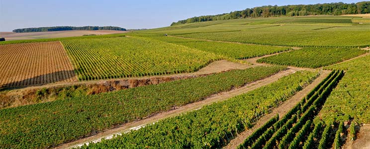 Champagne Comtesse Gérin