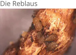 Reblaus