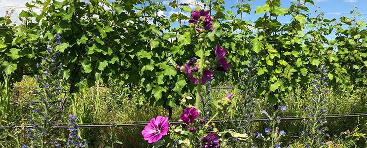 BIO Weingut Landauer-Gisperg