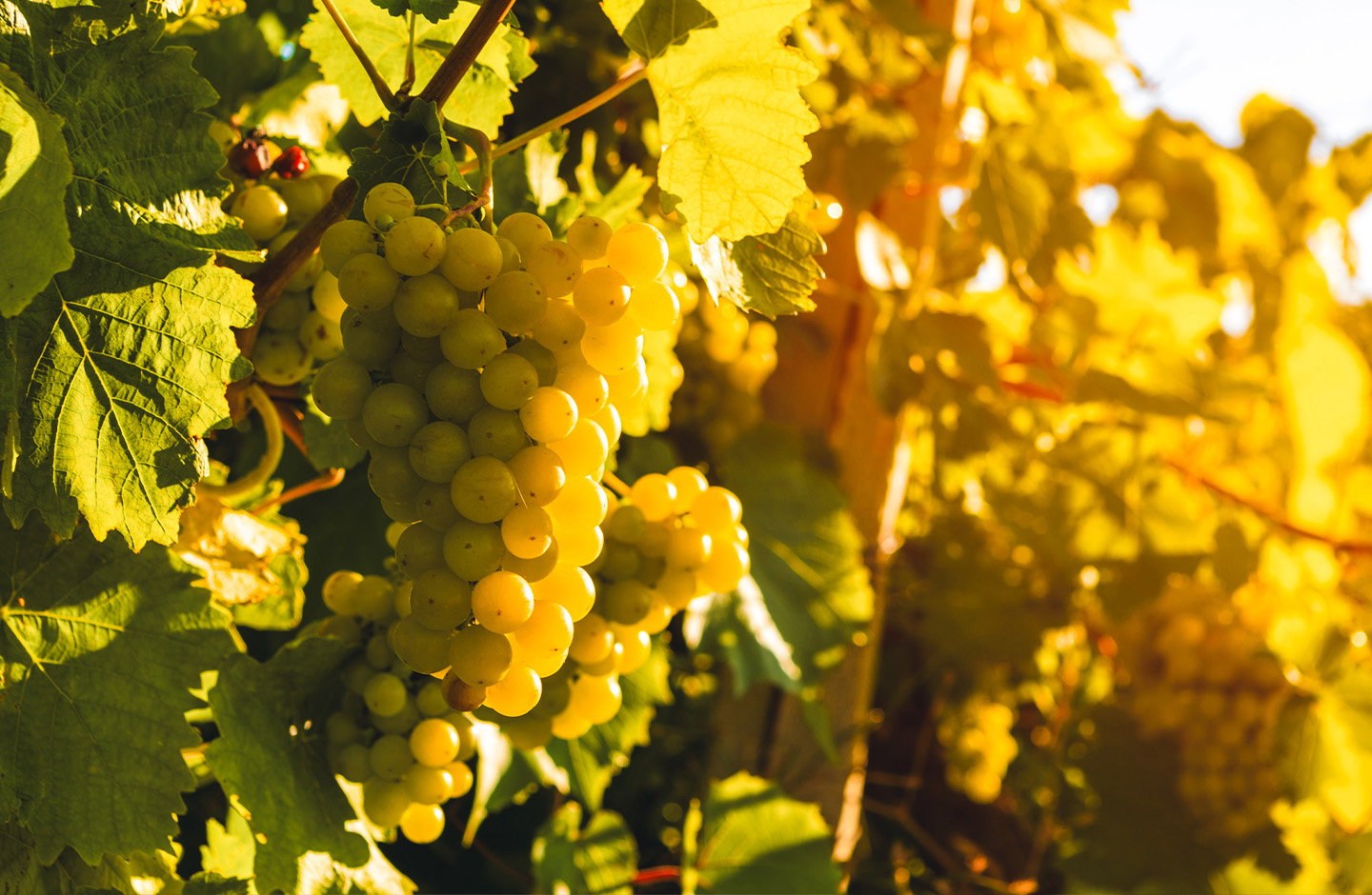 5+1 trockener Weißwein – perfekt für jeden Anlass