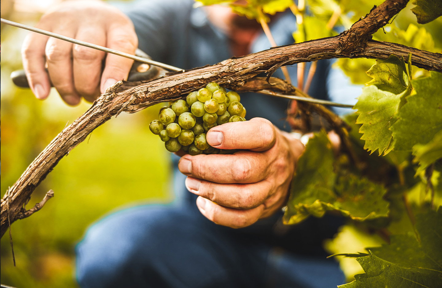 5+1 Aktion – Der perfekte Wein für Familie & Freunde