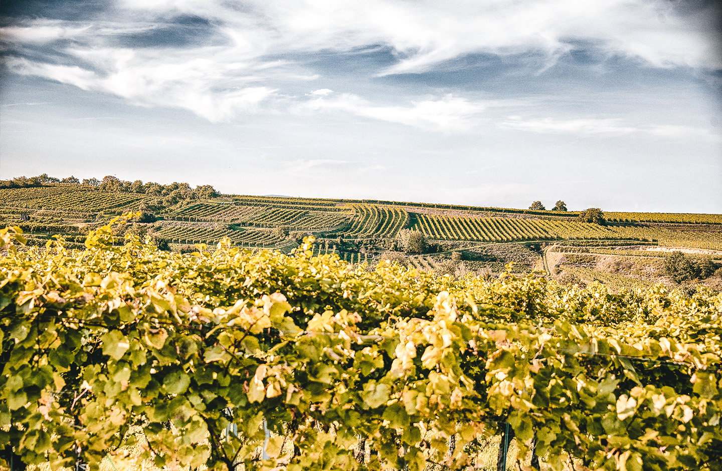 Preis Weinhof