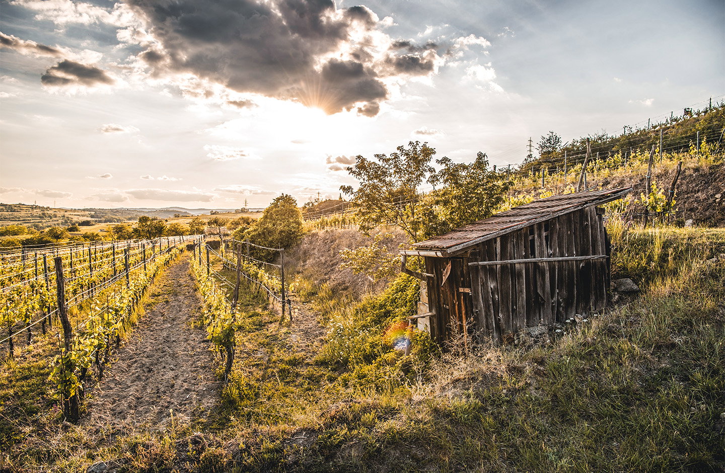 Grillmaier Bioweingärtnerei