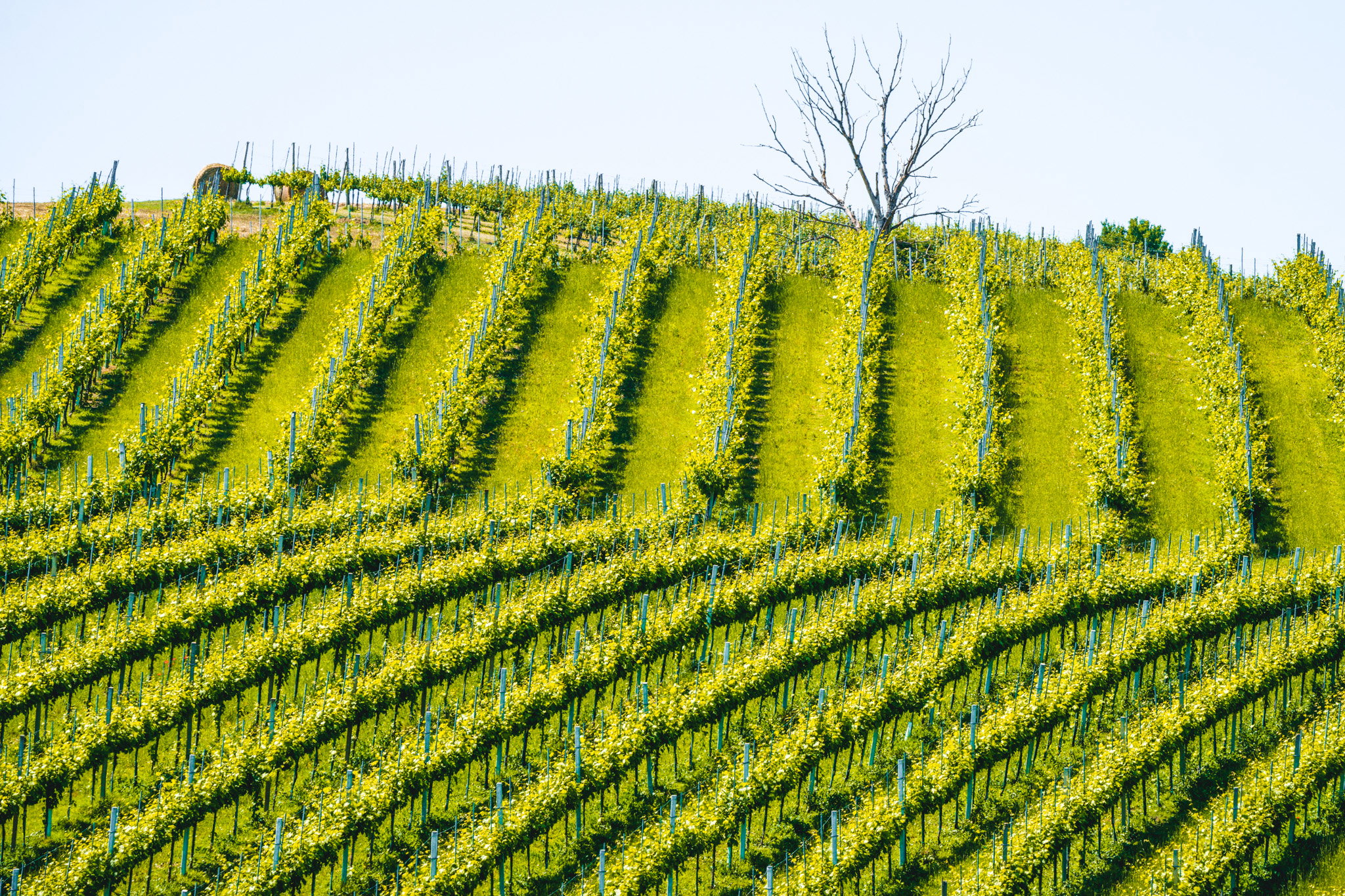 Beaujolais - Frische, Frucht und französische Lebenslust