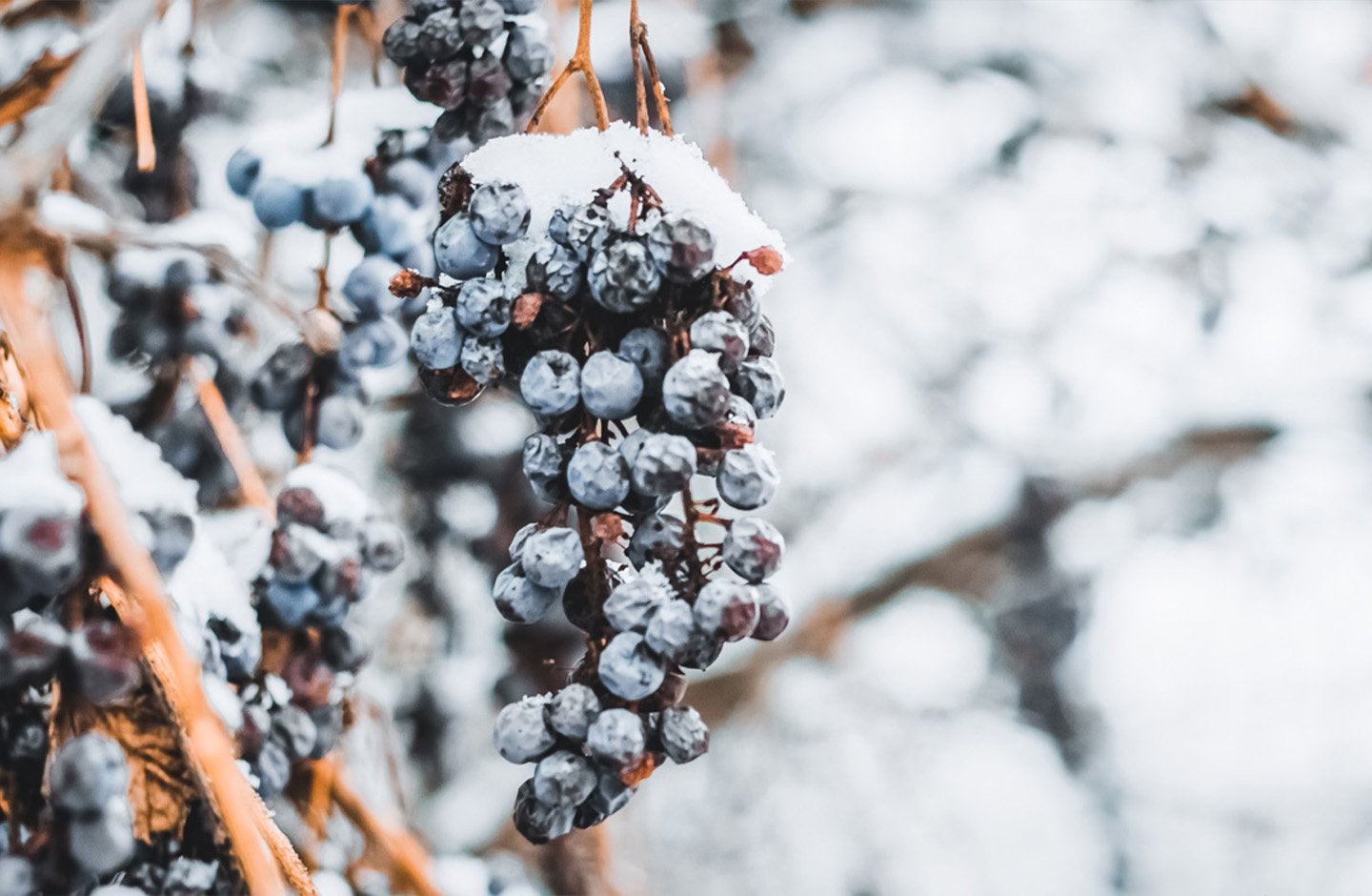 Eiswein - Süße aus der Kälte