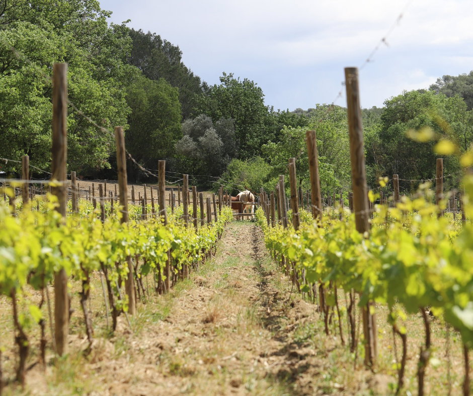 Provence & Korsika - Die Essenz südlicher Lebensfreude