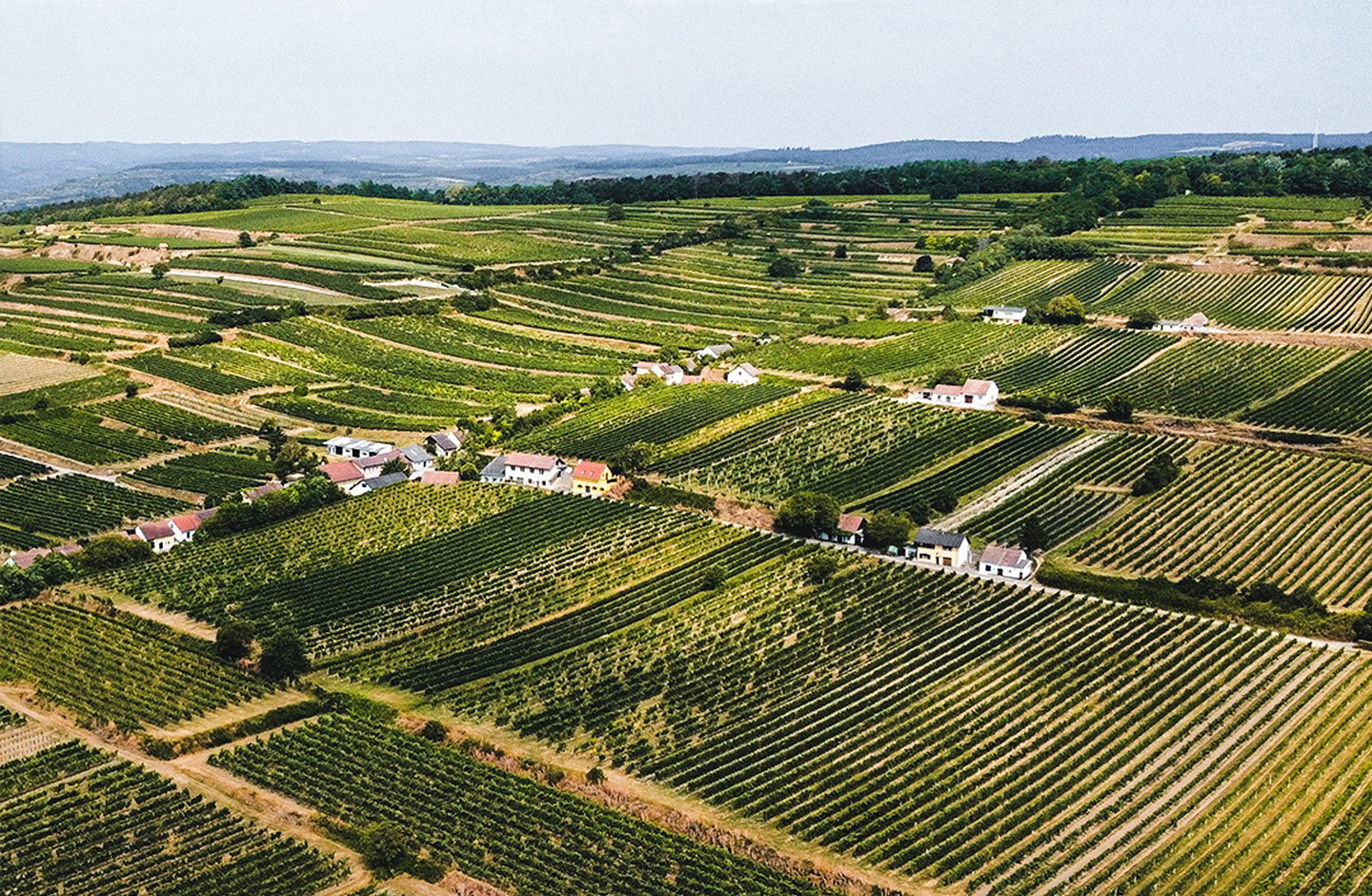 92 Punkte Falstaff - Blaufränkisch von Bernhard Ernst