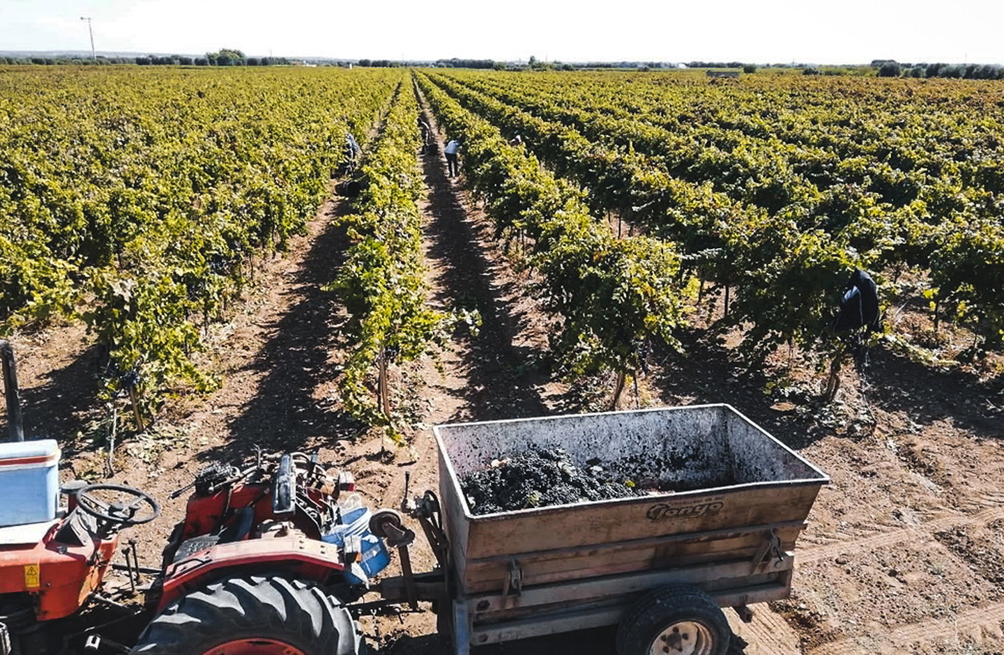 De Quarto Vitivinicoltori